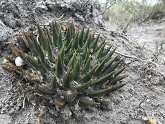 Ariocarpus trigonus