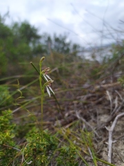 Eriochilus dilatatus