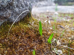 Eriochilus pulchellus