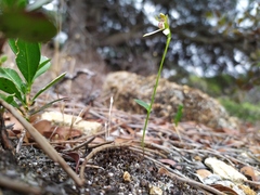 Eriochilus pulchellus