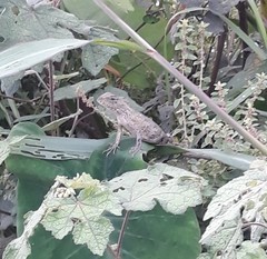 Calotes versicolor