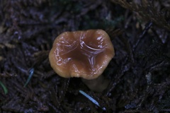 Lactarius substriatus