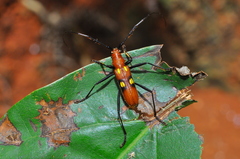 Pronuba decora