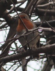 Erithacus rubecula