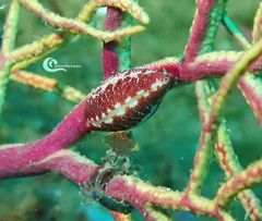 Simnia spelta