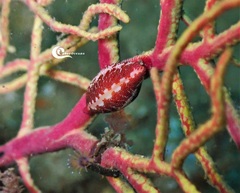 Simnia spelta