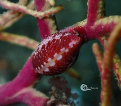 Simnia spelta