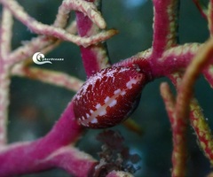 Simnia spelta