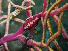 Simnia spelta