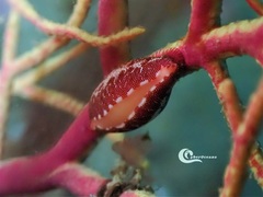 Simnia spelta