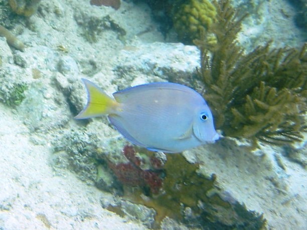 Atlantic Blue Tang from East End, St John 00830, USVI on June 09, 2003 ...