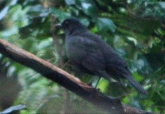 Turdus merula