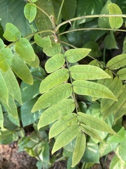 Zanthoxylum martinicense
