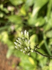 Cyanthillium cinereum