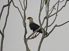Caracara