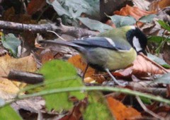 Parus major