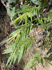 Ichnanthus pallens