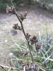 Hechtia glomerata