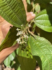 Miconia laevigata