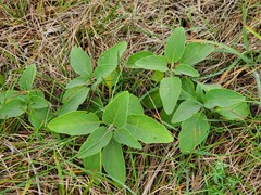 Physalis virginiana