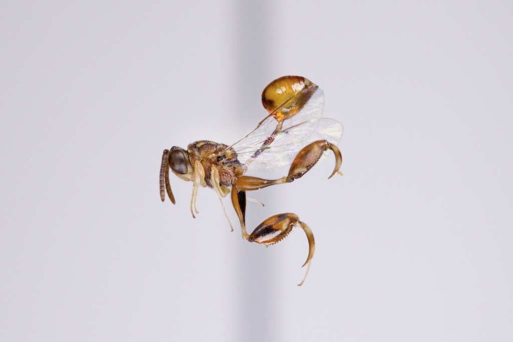 Conura debilis