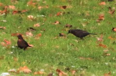 Turdus merula
