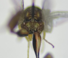 Conura debilis