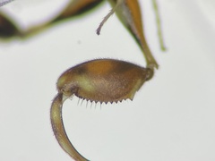 Conura debilis
