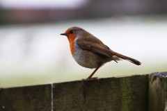 Erithacus rubecula