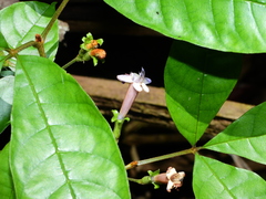 Vitex triflora