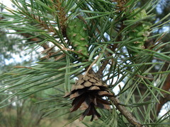 Pinus sylvestris