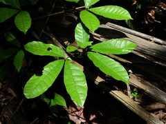 Vitex triflora