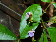 Vitex triflora