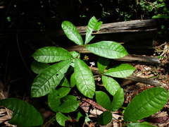 Vitex triflora