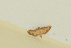 Marasmia