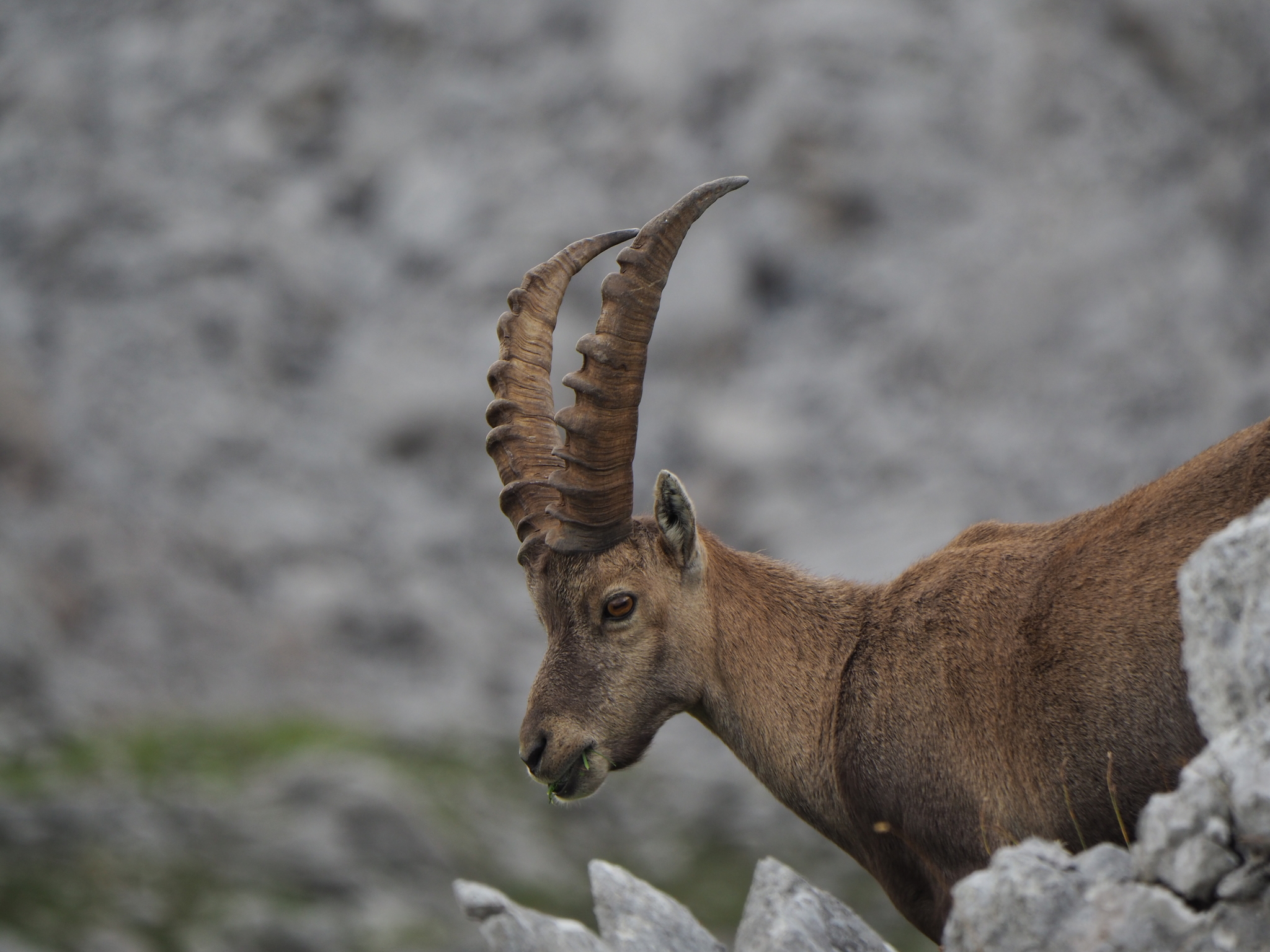 Alpine Ibex (Capra ibex) · iNaturalist