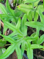 Doryopteris