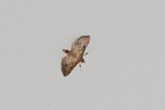 Marasmia