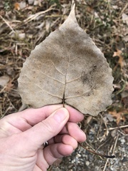 Populus deltoides