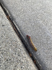 Oedemasia concinna