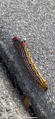 Oedemasia concinna