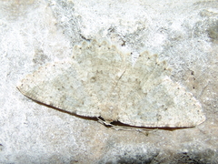 Charissa glaucinaria