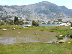 Torreyochloa pallida