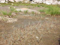 Torreyochloa pallida