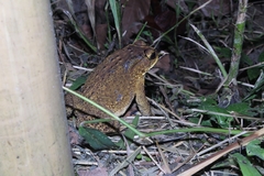 Duttaphrynus melanostictus