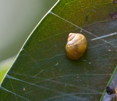 Simpulopsis