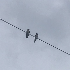 Hirundo tahitica