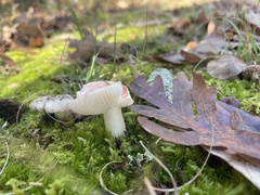 Russula betularum