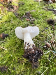 Russula betularum