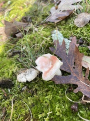 Russula betularum